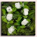 Róża w pąku - główka z liściem White